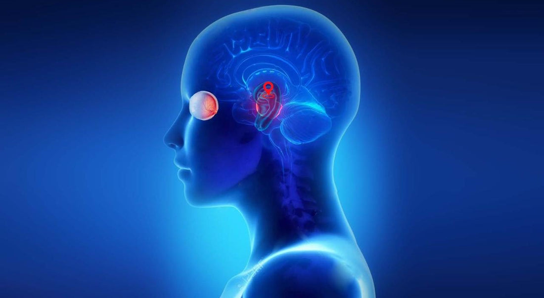 Procesamiento sensorial en CEA: impacto y estrategias